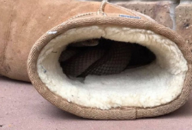 Australian woman finds eastern brown snake in ugg boot